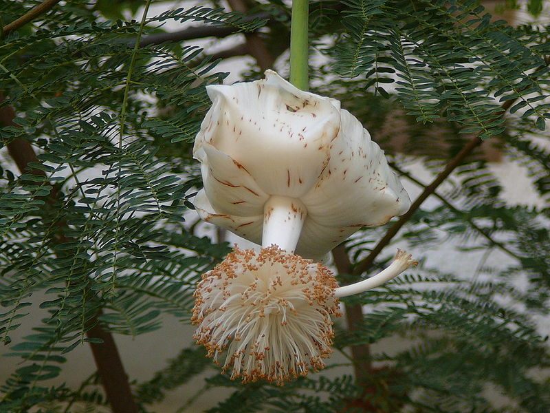 Баобаб, или Адансония пальчатая (Adansonia digitata)