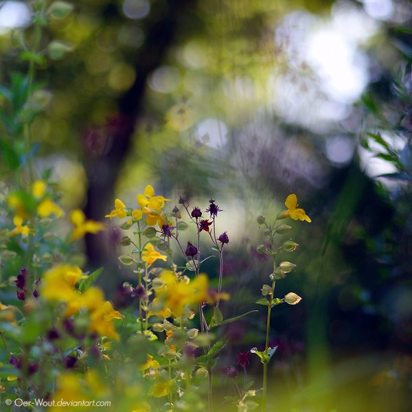 Яркие и красивые фотографии цветов от фотографа под ником Oer-Wout.