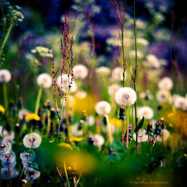 Яркие и красивые фотографии цветов от фотографа под ником Oer-Wout.