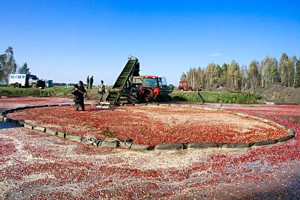 Уборка урожая клюквы в Пинском районе