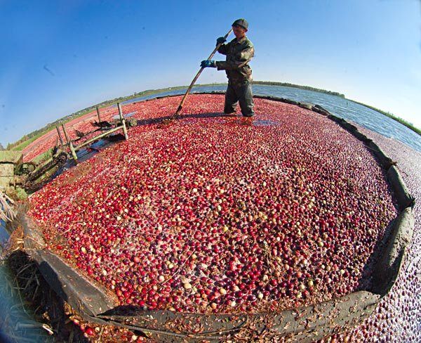 Уборка урожая клюквы в Пинском районе