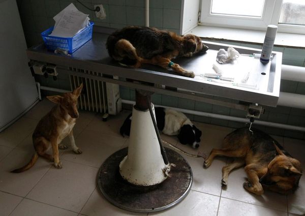 Приют для собак в Киеве