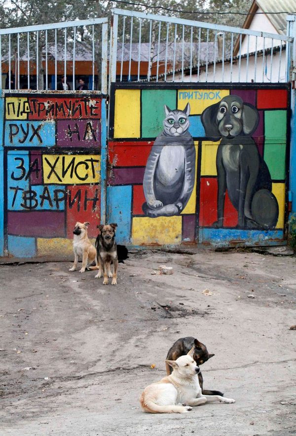 Приют для собак в Киеве