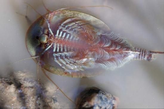 Щитни (лат. Triopsidae) — семейство небольших пресноводных ракообразных класса жаброногих