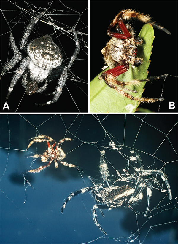 Самка (А) и самец (В) C. darwini. Самка, как можно заметить, значительно крупнее. (Иллюстрации из Journal of Arachnology.)