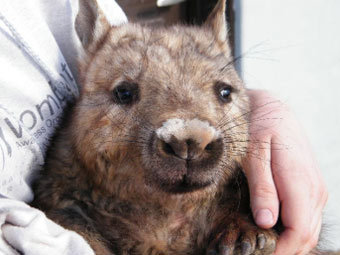 Вомбаты - сумчатые животные, обитающие в Австралии. Внешне они напоминают маленьких медведей.
