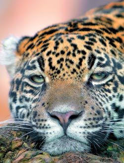 Дальневосточный леопард (Panthera pardus orientalis)