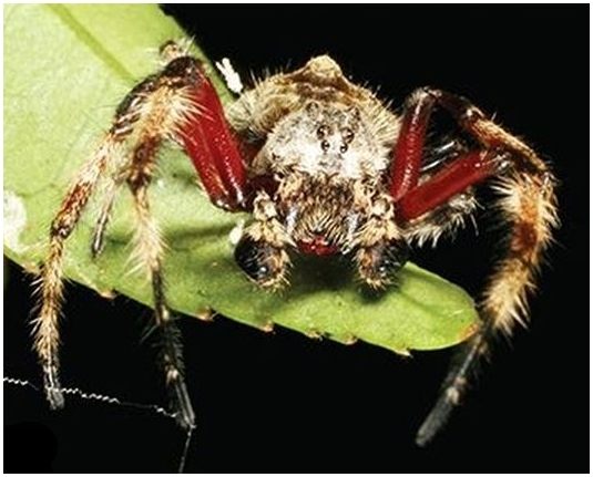 паук Caerostris darwini