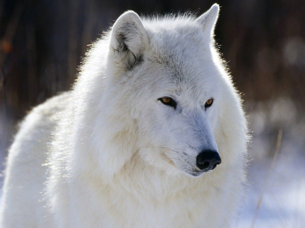 Полярный волк (Canis lupus tundrorum) 