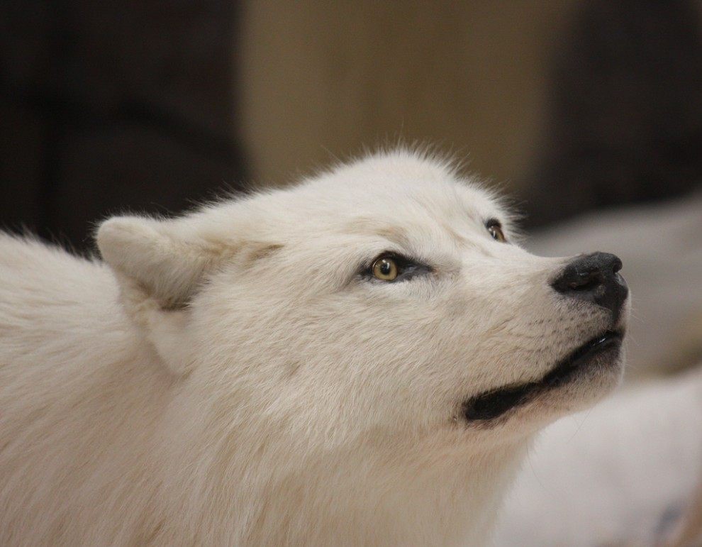 Полярный волк (Canis lupus tundrorum) 