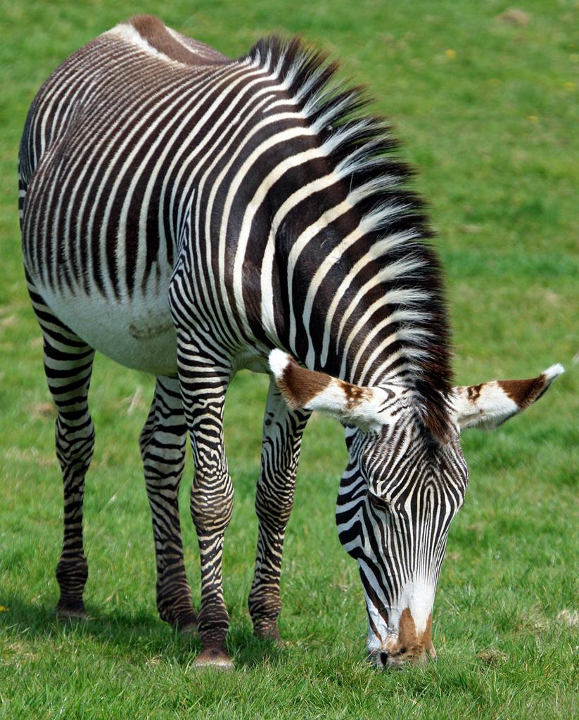 Пустынная зебра (Equus (Hippotigris) grevyi)