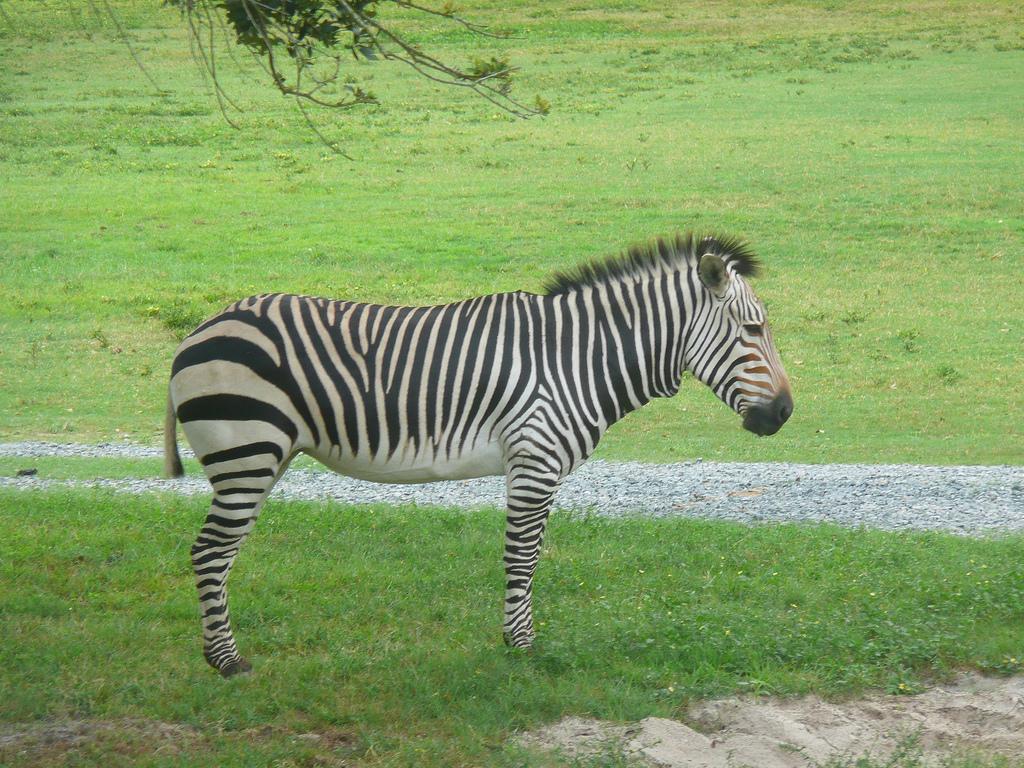 Горная зебра (Equus (Hippotigris) zebra)