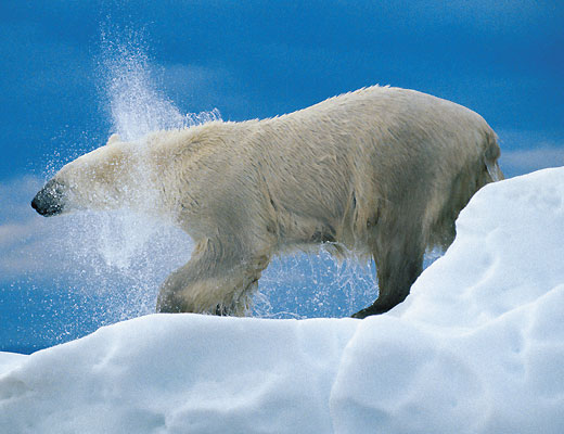Белый медведь — самый крупный из ныне живущих наземных хищников. Длина его тела достигает порой 3 метров, а вес — 1 тонны. В природе у этого зверя нет врагов, угрозу для белого медведя представляет лишь человек