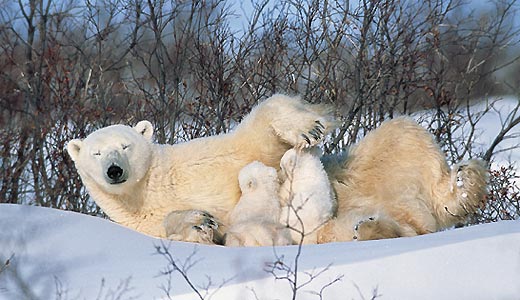 Медведицы обычно рожают двух детенышей, изредка — трех. До полутора лет мать кормит медвежат молоком, хотя малыши получают и свою порцию тюленьего жира