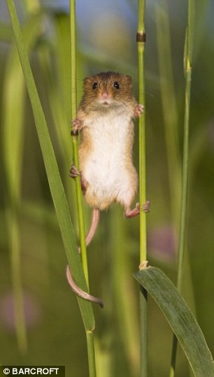 Секреты полевых мышей