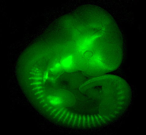 "Подсвеченные" с помощью GFP живые ткани открыли в своё время учёным возможность наблюдать за недоступными ранее процессами – ростом нервных клеток и раковых опухолей или, как на этой картинке, за развитием мышиного эмбриона (иллюстрация Southwestern University).