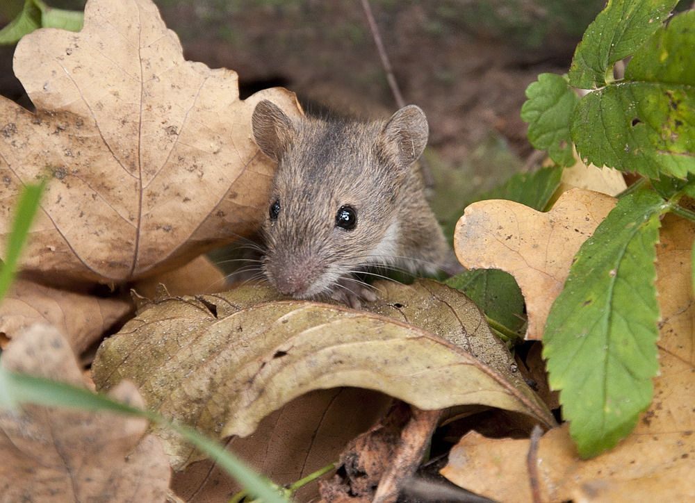 Сад мыши. Мышка. Мыши осенью. Лесная мышка. Мышонок.
