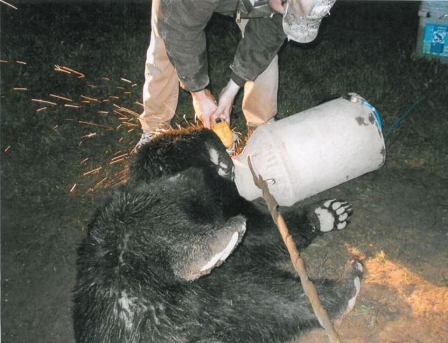 Освобождение медвежонка