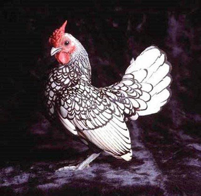 Домашняя птица - курица