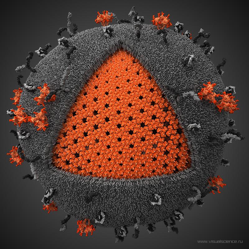  Так выглядит частица ВИЧ. Оранжевым показан структурный белок MA, который расположен непосредственно под мембраной