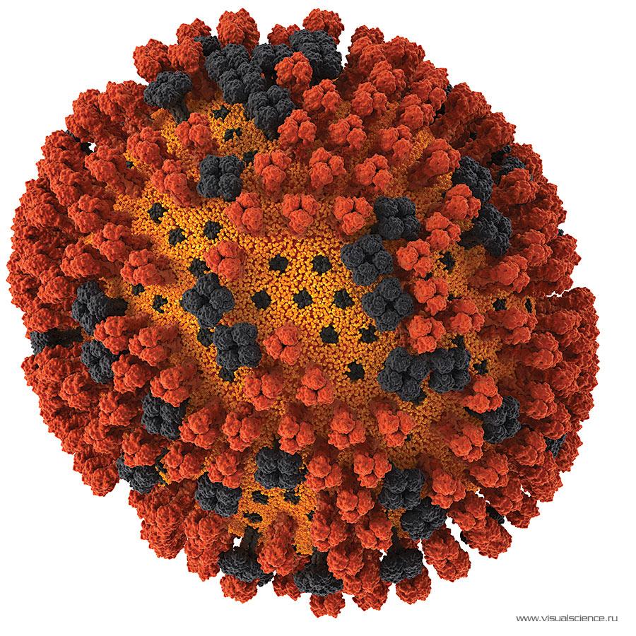 Модель вируса A/H1N1 - того самого, который вызвал эпидемию паники по поводу 