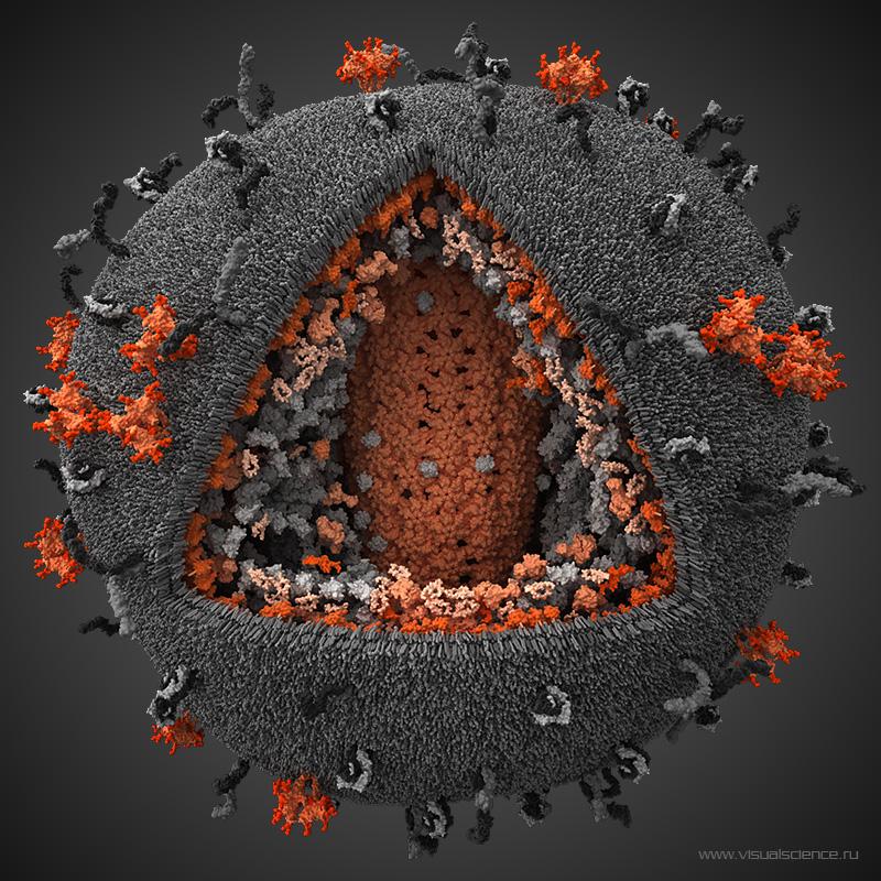 При более глубоком надрезе становятся видны различные белки ВИЧ, необходимые для функционирования вируса