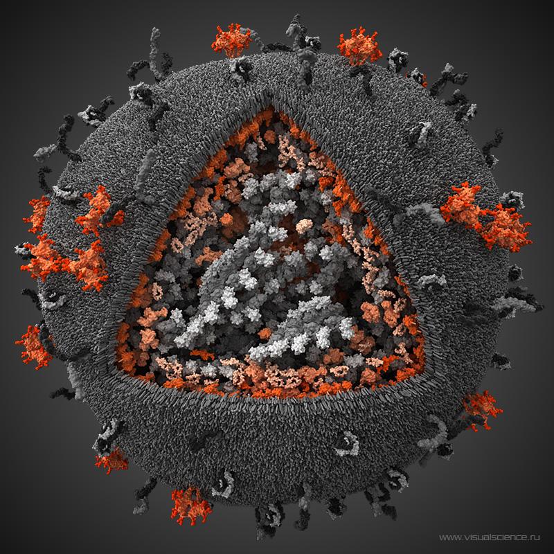 Протяженные серые белковые комплексы образованы актином - одним из элементов цитоскелета клетки, в которой образовалась вирусная частица