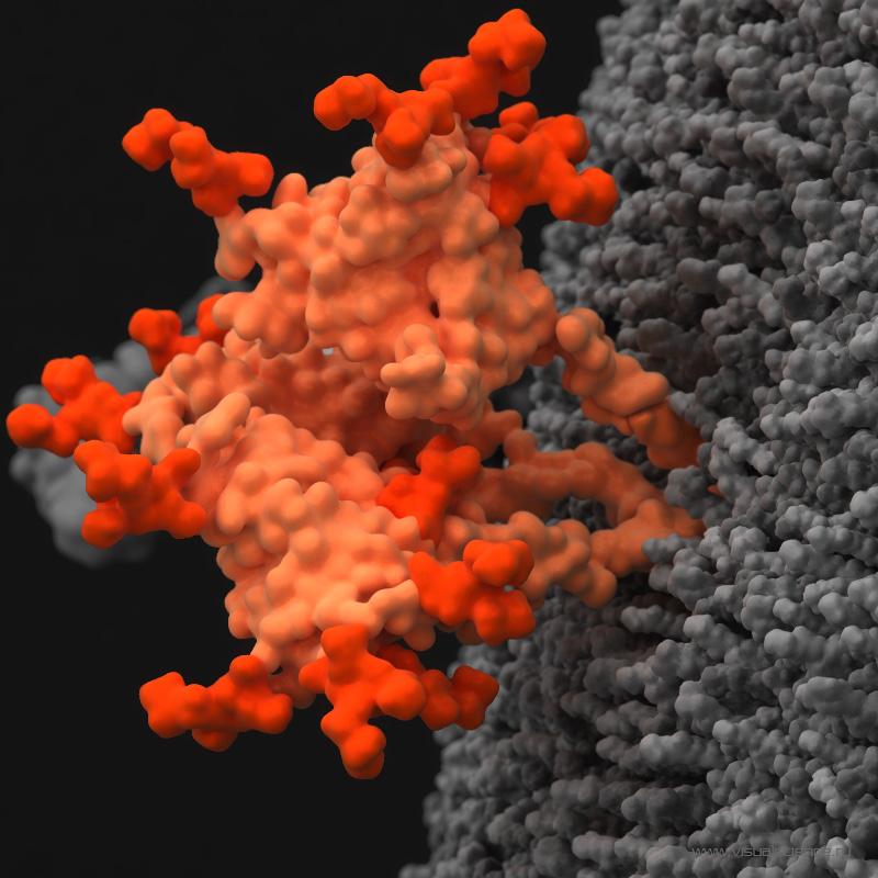 Вирусный белок оболочки, который связывается с клеточными рецепторами на стадии заражения