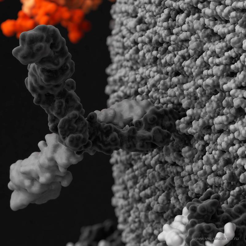 Это белок ICAM-1, который частицы ВИЧ захватывают из хозяйской клетки