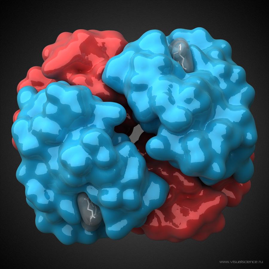 Еще один хорошо известный белок - гемоглобин. Именно он отвечает за связывание кислорода эритроцитами