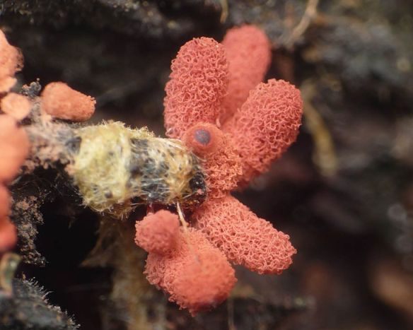 Удивительный мир плесневых грибов