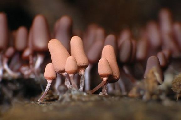 Удивительный мир плесневых грибов
