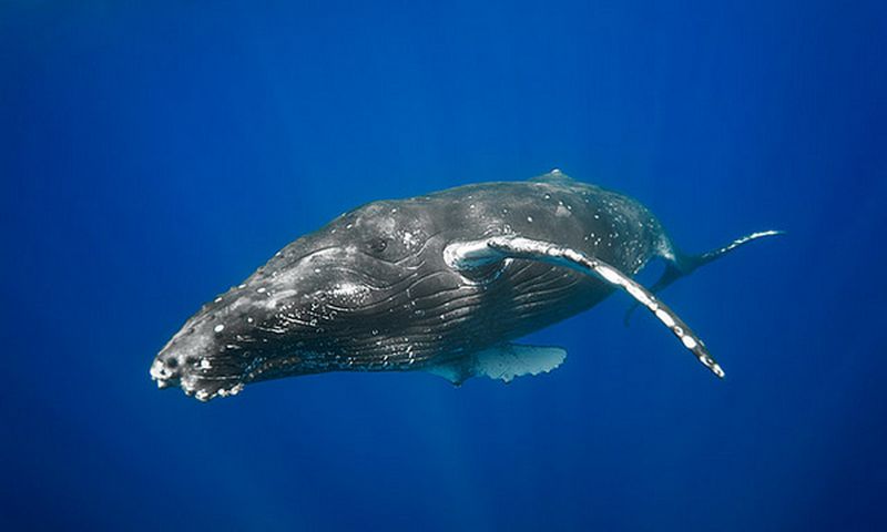 Горбатый кит (на шкуре — следы от паразитов)