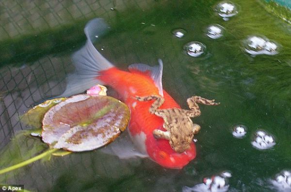 Как лягушка каталась на золотой рыбке