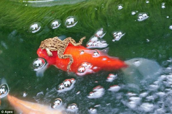 Как лягушка каталась на золотой рыбке