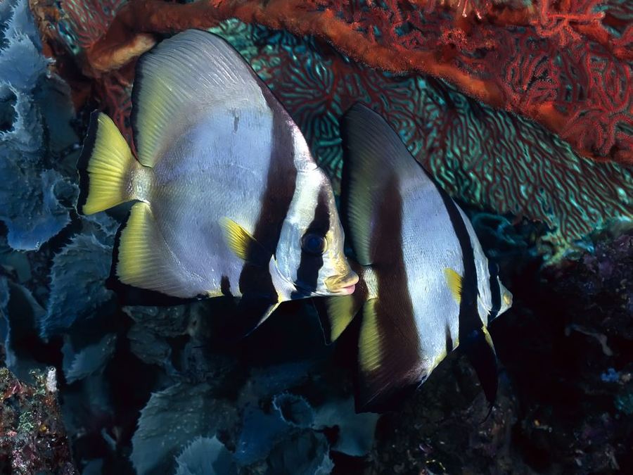 Яркие краски подводного мира