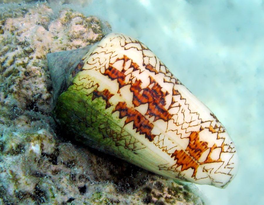 Ядовитые моллюски Конус (лат. Conidae) (англ. Conus)