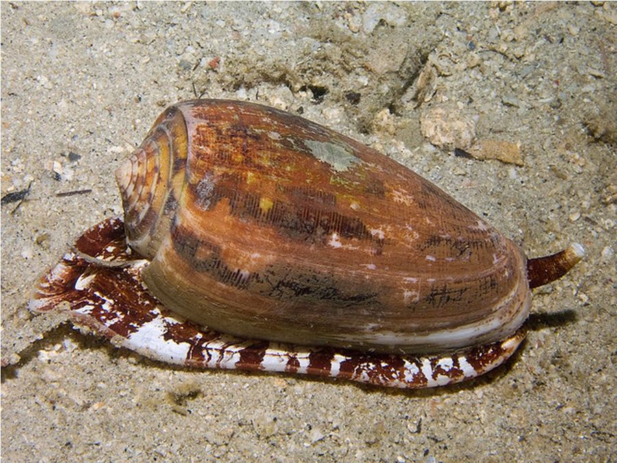 Конусы (лат. Conidae) - хищные брюхоногие моллюски
