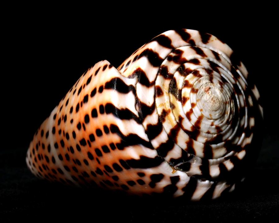 Ядовитые моллюски Конус (лат. Conidae) (англ. Conus)