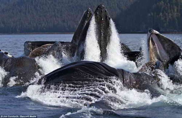 охота китов на сельдь
