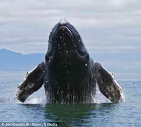 Кормления горбатых китов у берегов Аляски