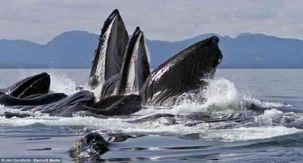 Кормления горбатых китов у берегов Аляски