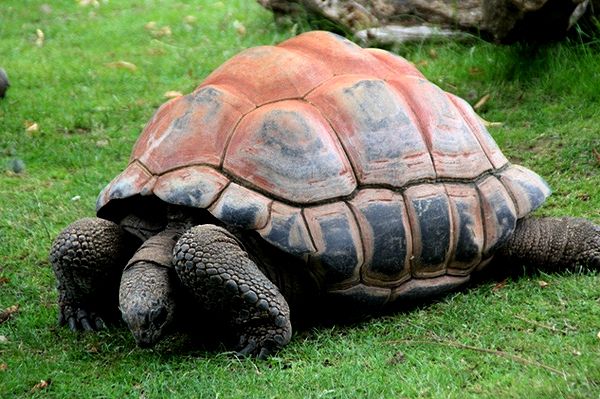 Гигантская сейшельская черепаха