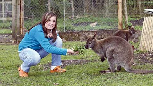Жителя Зальцбурга удивило внезапное появления на дороге четырёх кенгуру