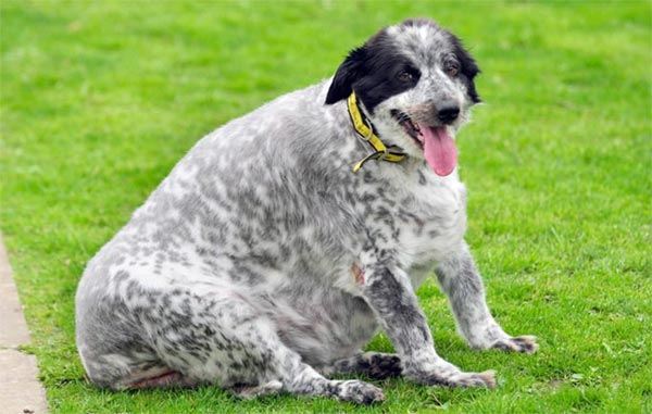 Семилетняя бордер-колли по кличке Кэсси из Великобритании признана самой толстой собакой страны