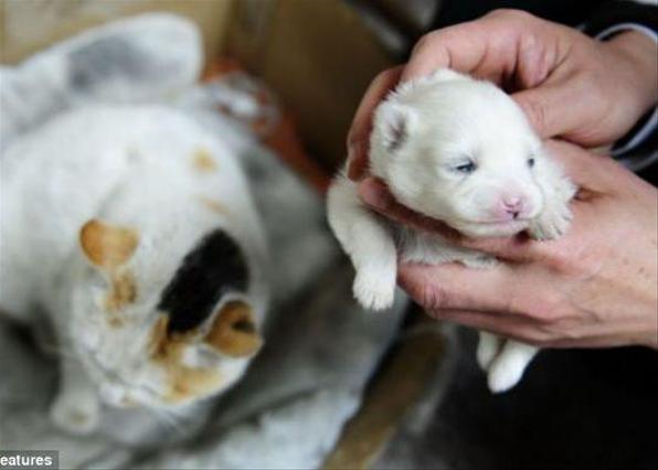 В клинике животных убеждены, что после того как один котенок умер, кошка вышла во двор, нашла выводок новорожденных щенков и взяла одного домой. Фото: OrangeNews