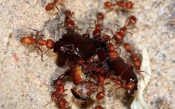 Красные муравьи-жнецы с добычей 
