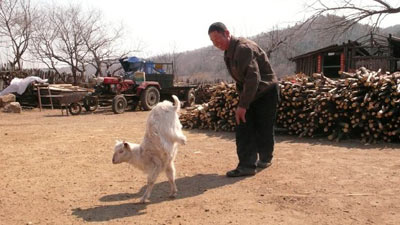 В Китае коза научилась ходить на передних ногах