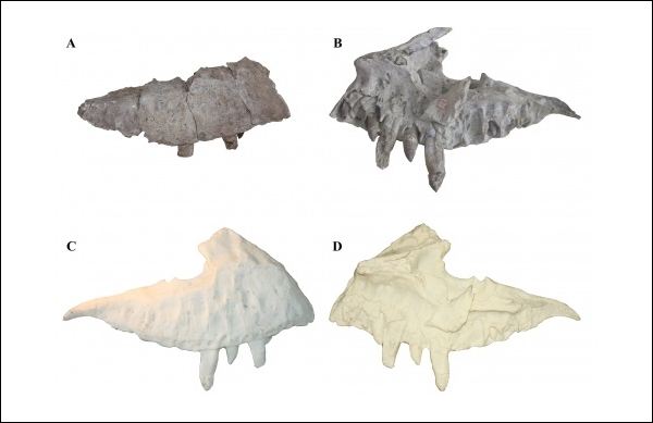 Верхняя челюсть динозавра (кость вверху, слепок внизу).