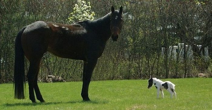 Эйнштейн, самая маленькая лошадь в мире